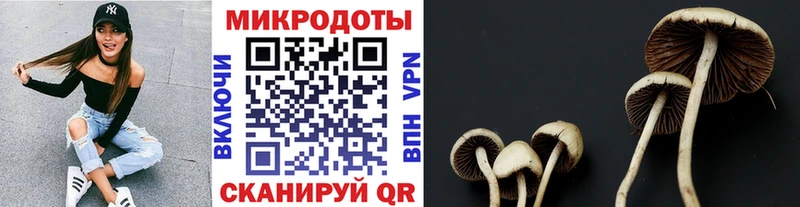 Галлюциногенные грибы Psilocybine cubensis  Почеп 